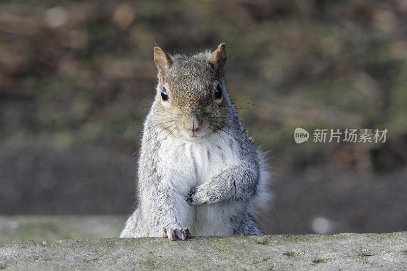 灰松鼠Sciurus carolinensis站在桌子上像说话者